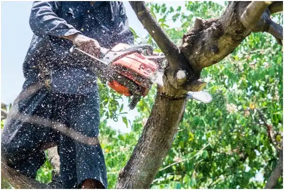 tree services Manatí